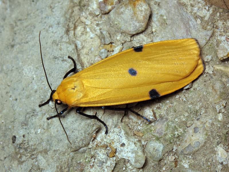 Lithosia quadra (Linnaeus, 1758)